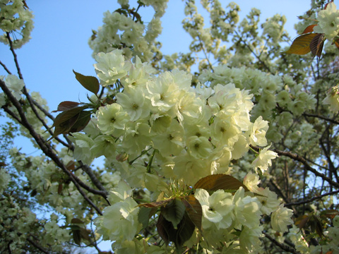 20050415sakura.jpg