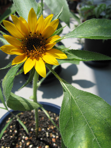 0807sunflower.jpg