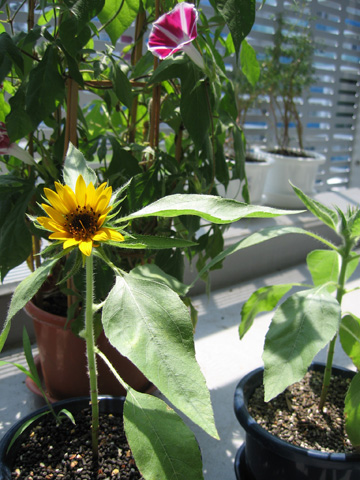 0807sunflower2.jpg