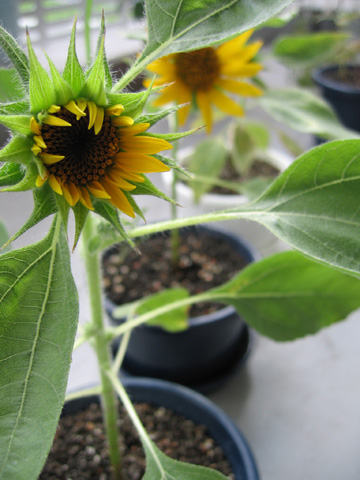 0813sunflower.jpg