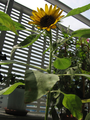 0815sunflower1.jpg