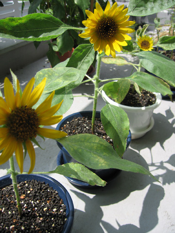 0815sunflower2.jpg