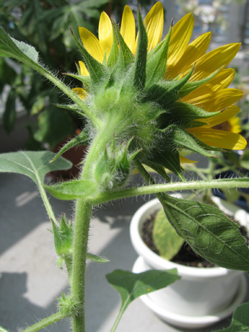 0815sunflower3.jpg