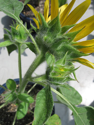 0823sunflower.jpg