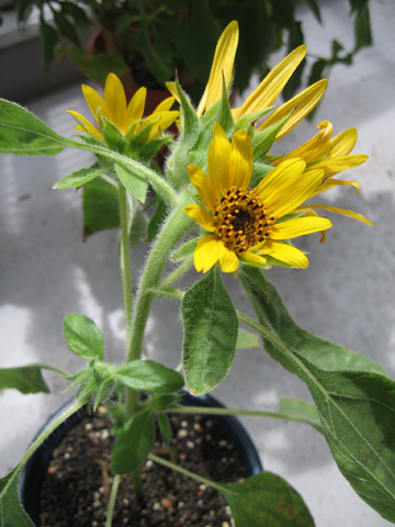 0826sunflower.jpg