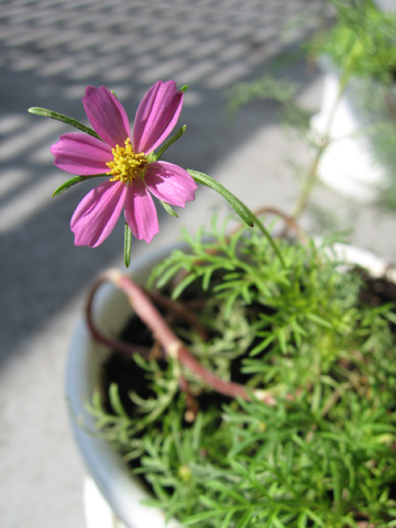 1021cosmos.jpg