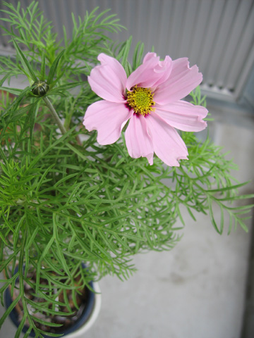 060411cosmos.jpg