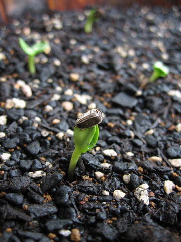 060528sunflower1.jpg