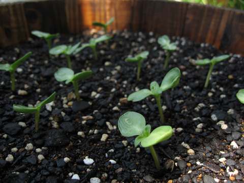 060531sunflower1.jpg