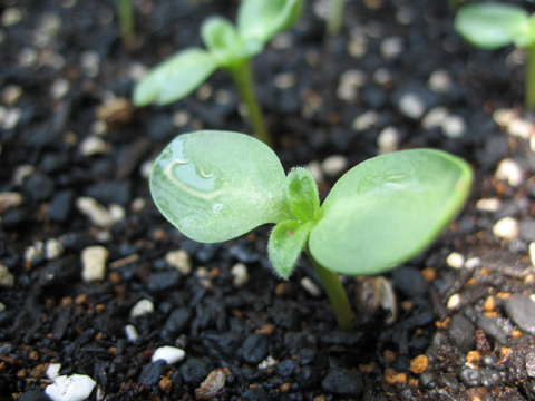 060531sunflower2.jpg