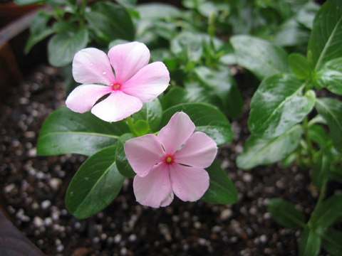 060718vinca.jpg