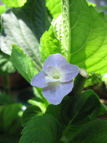 060726hydrangea.jpg