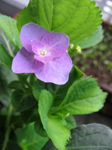 060729hydrangea.jpg