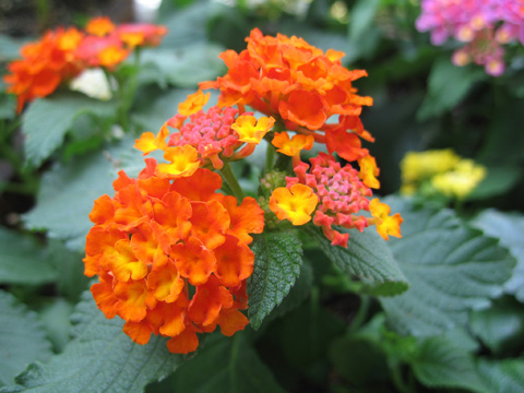 060731lantana.jpg