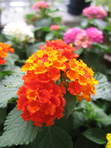 060802lantana.jpg