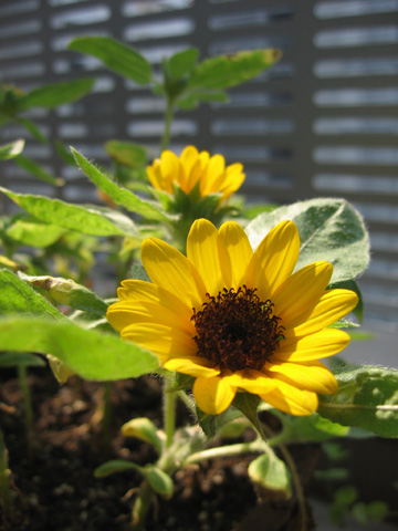 060806sunflower.jpg