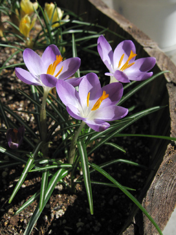 20070211crocus.jpg