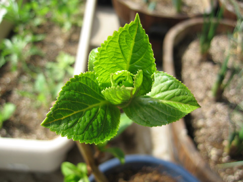 20070305hydrangea.jpg