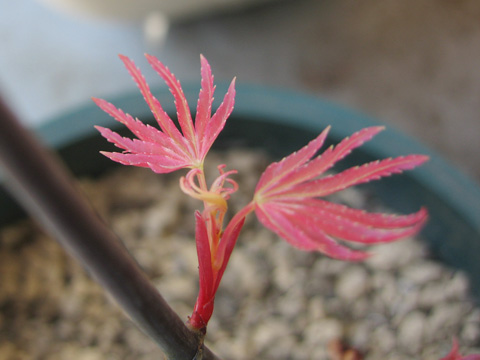 20070323momiji.jpg