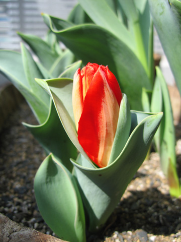 20070329tulip.jpg