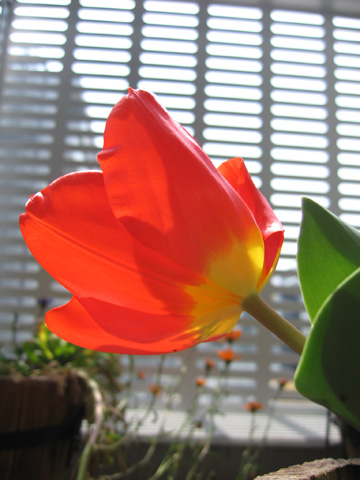 20070401tulip.jpg