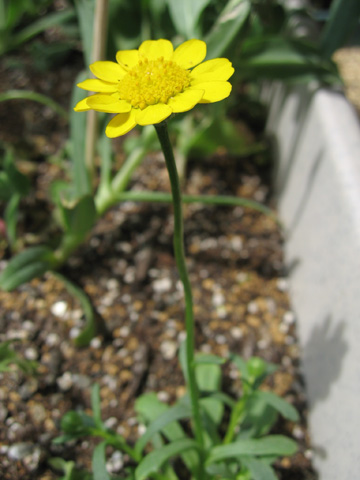 20070402wildflower.jpg