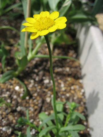 20070402wildflower.jpg