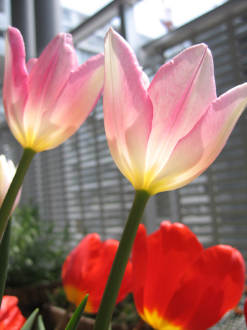 20070407tulip.jpg