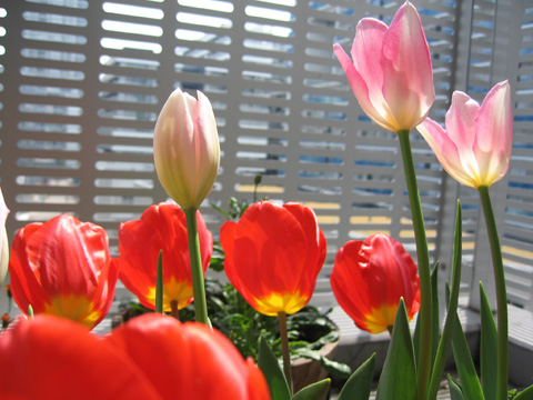 20070407tulip2.jpg