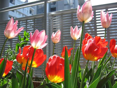 20070415tulip.jpg