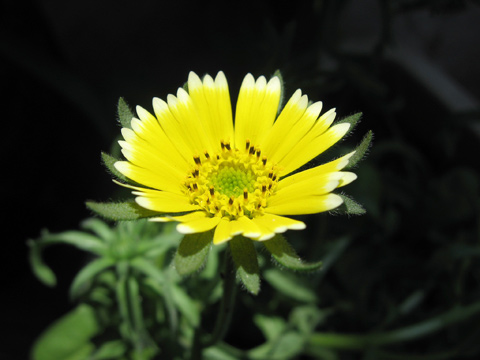20070415wildflower.jpg