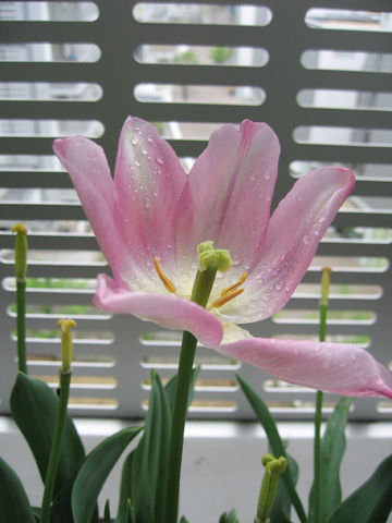 20070426tulip.jpg