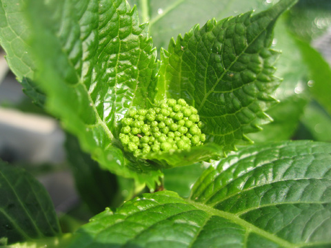 20070428hydrangea.jpg