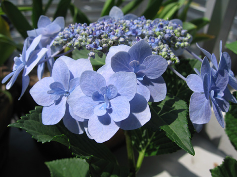 20070515hydrangea.jpg