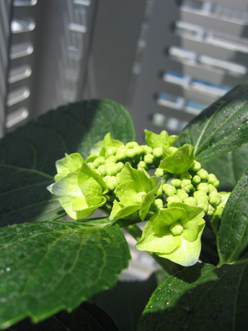 20070523hydrangea.jpg