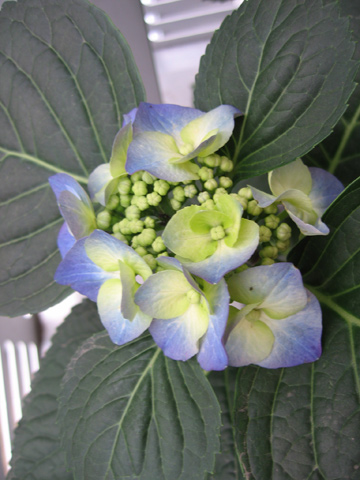 20070527hydrangea.jpg