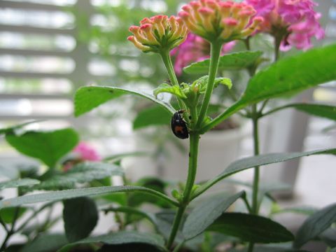 ladybird20070609.jpg