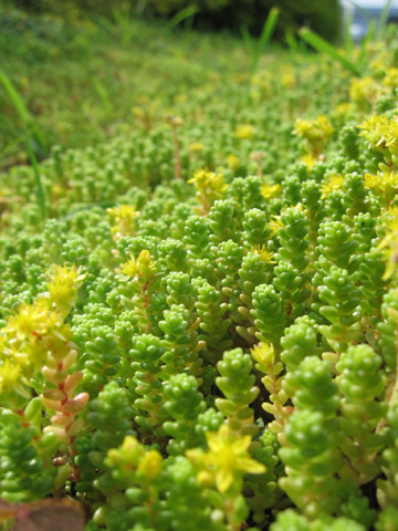 sedum20070617.jpg