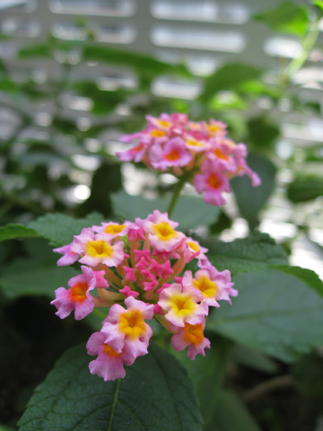 20070807lantana.jpg