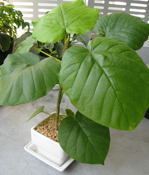 20070822ficus_umbellata.jpg