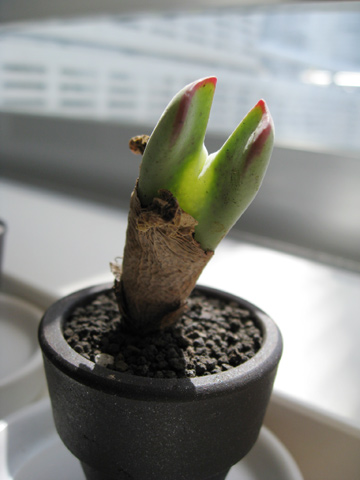 20070921conophytum.jpg