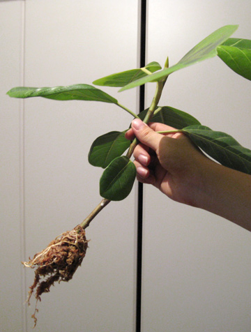 20070922ficusaltissima2.jpg