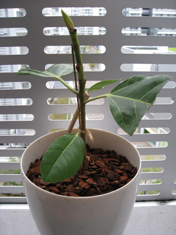 20070922ficusaltissima3.jpg