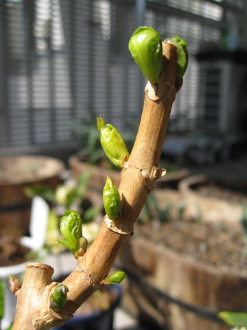 20080315hydrangea.jpg