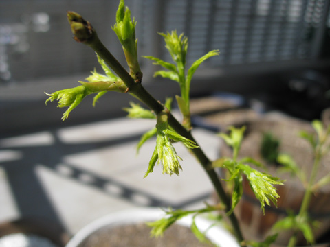 20080315momiji.jpg