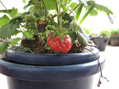 20100523strawberry.jpg